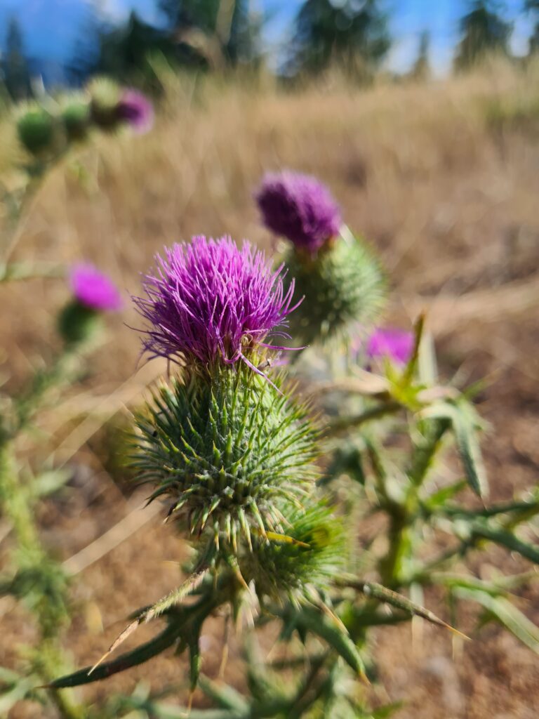 Blumen am Wegesrand