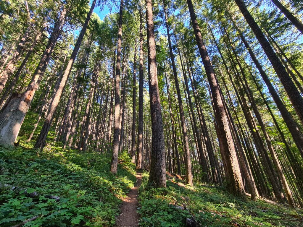 Wald von Washington