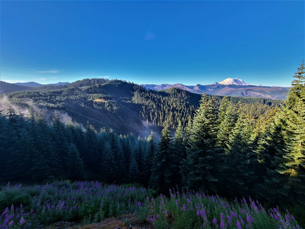 Morgendlicher Ausblick auf Mount Rainier