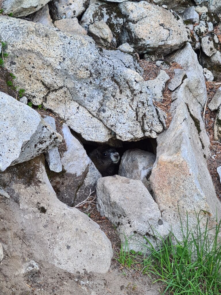 Murmeltier in den Felsen