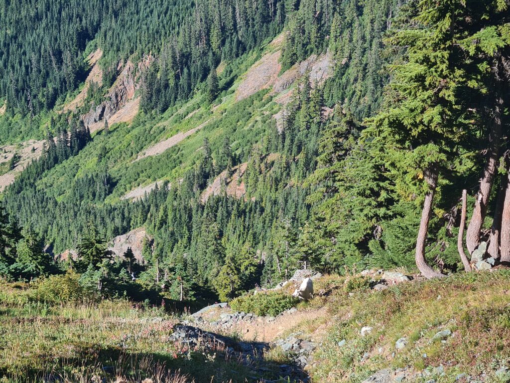 Bergziege