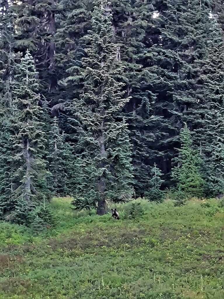 Schwarzbär auf dem Weg zum Mig Lake