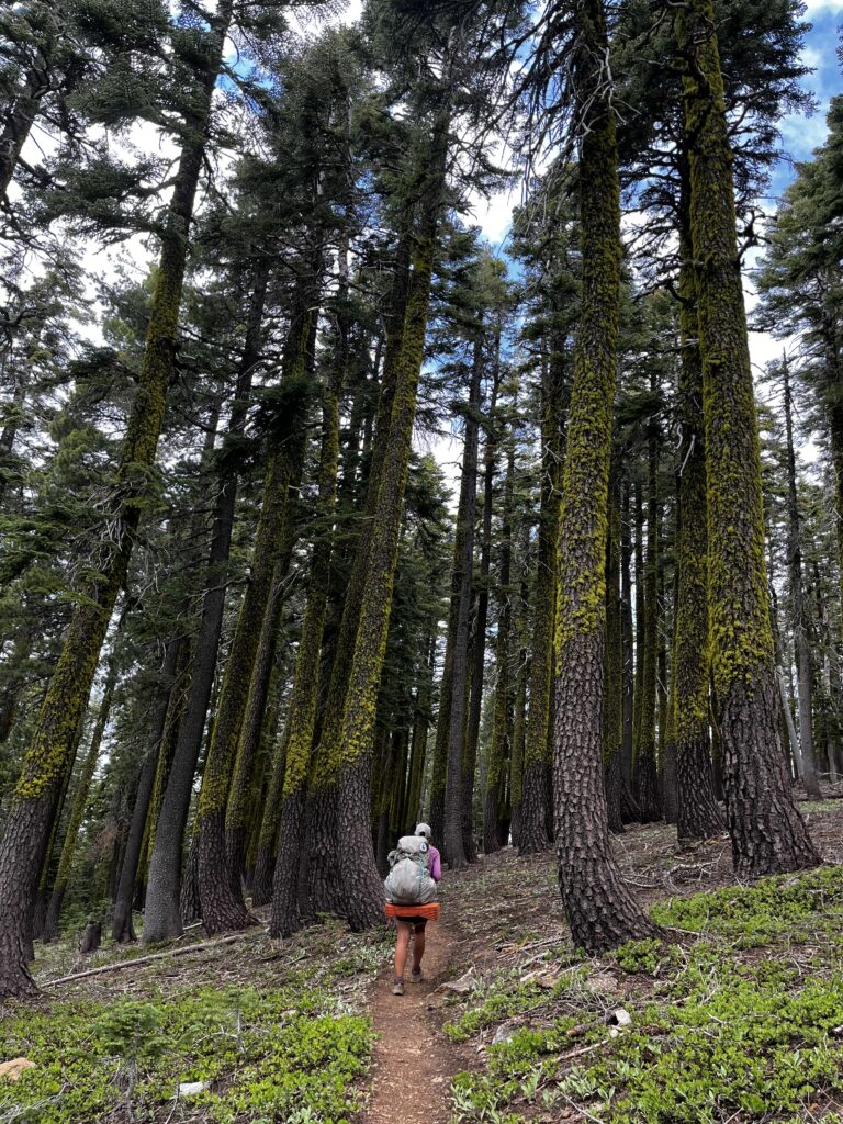 PCT Tag 74