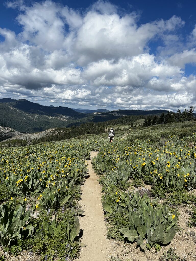 PCT Tag 75