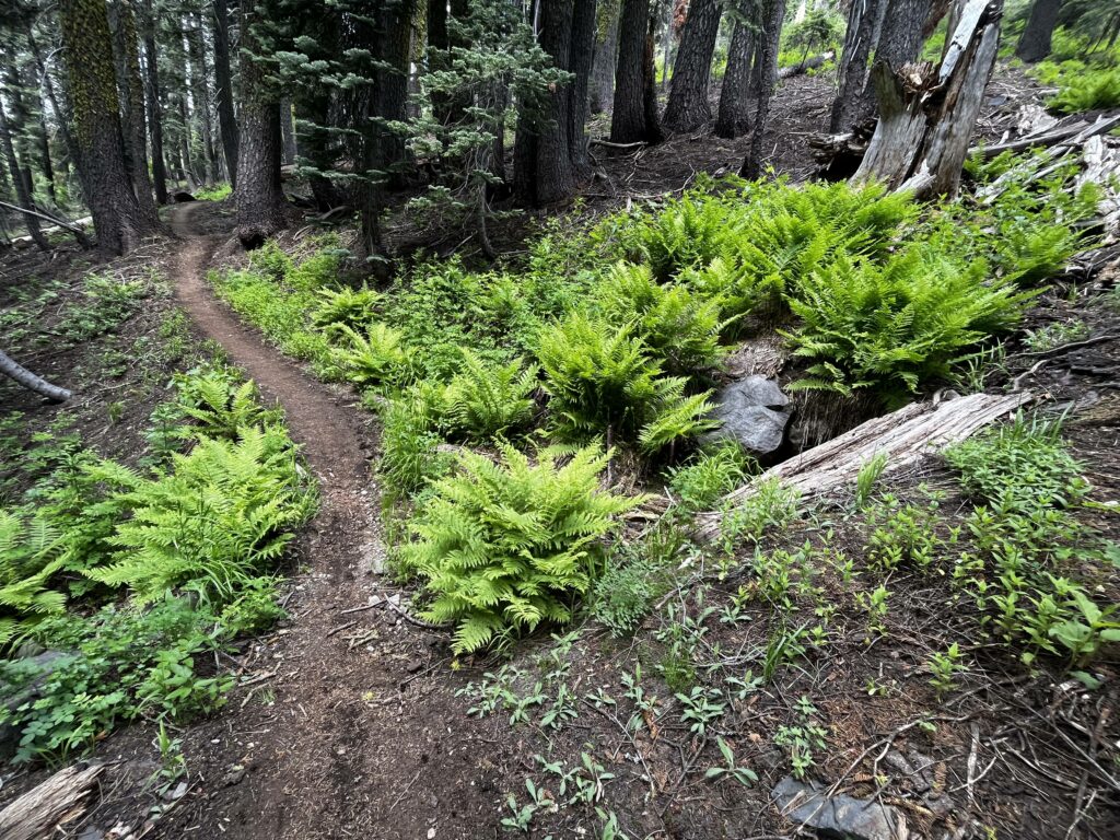 PCT Tag 75