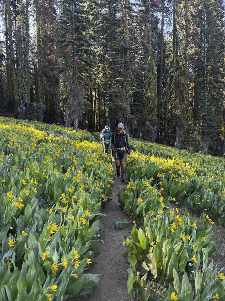 Wildblumen an PCT Tag 76