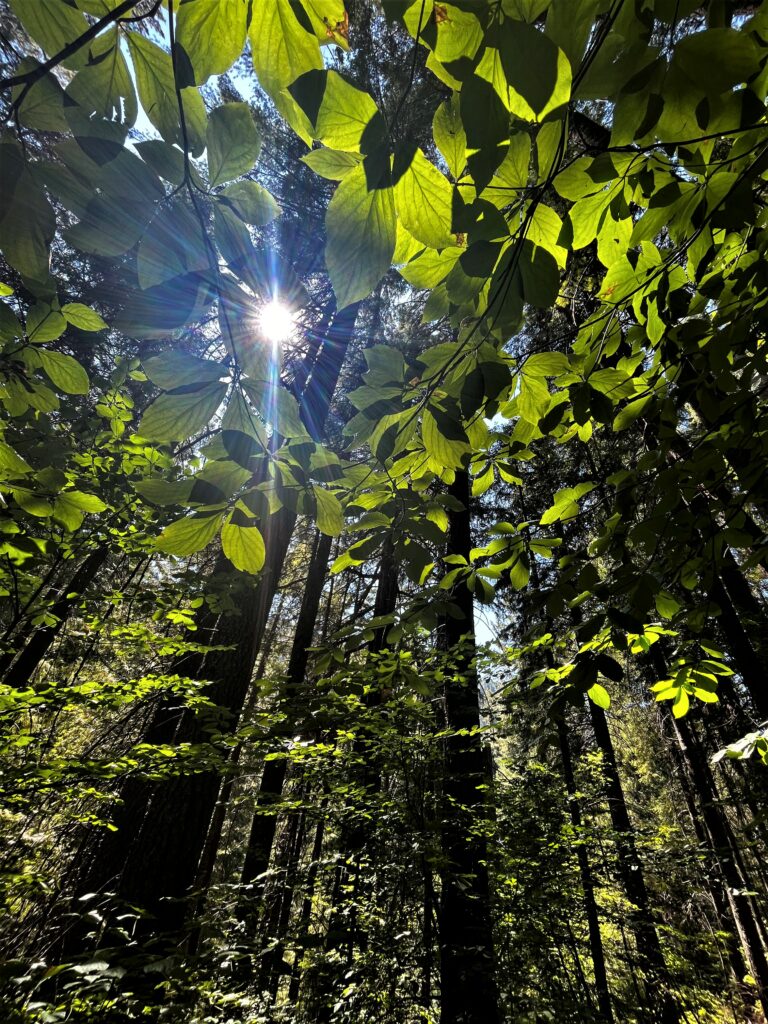 Im Wald