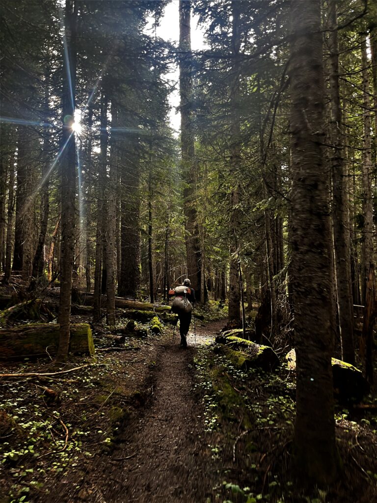 Eintauchen in den kalten Wald
