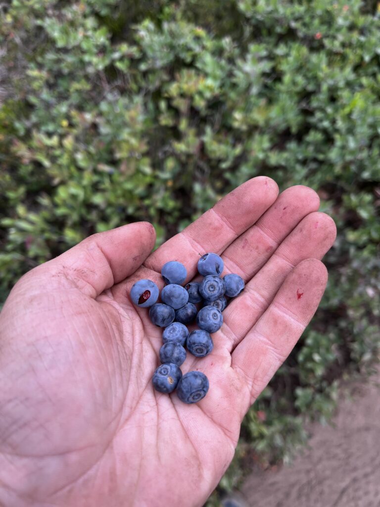 Heidelbeeren am Wegesrand