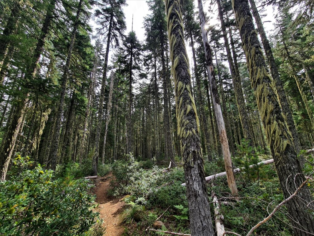 PCT Tag 109