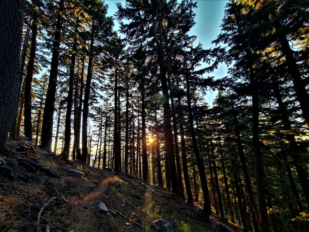 Sonnenuntergang zwischen den Bäumen