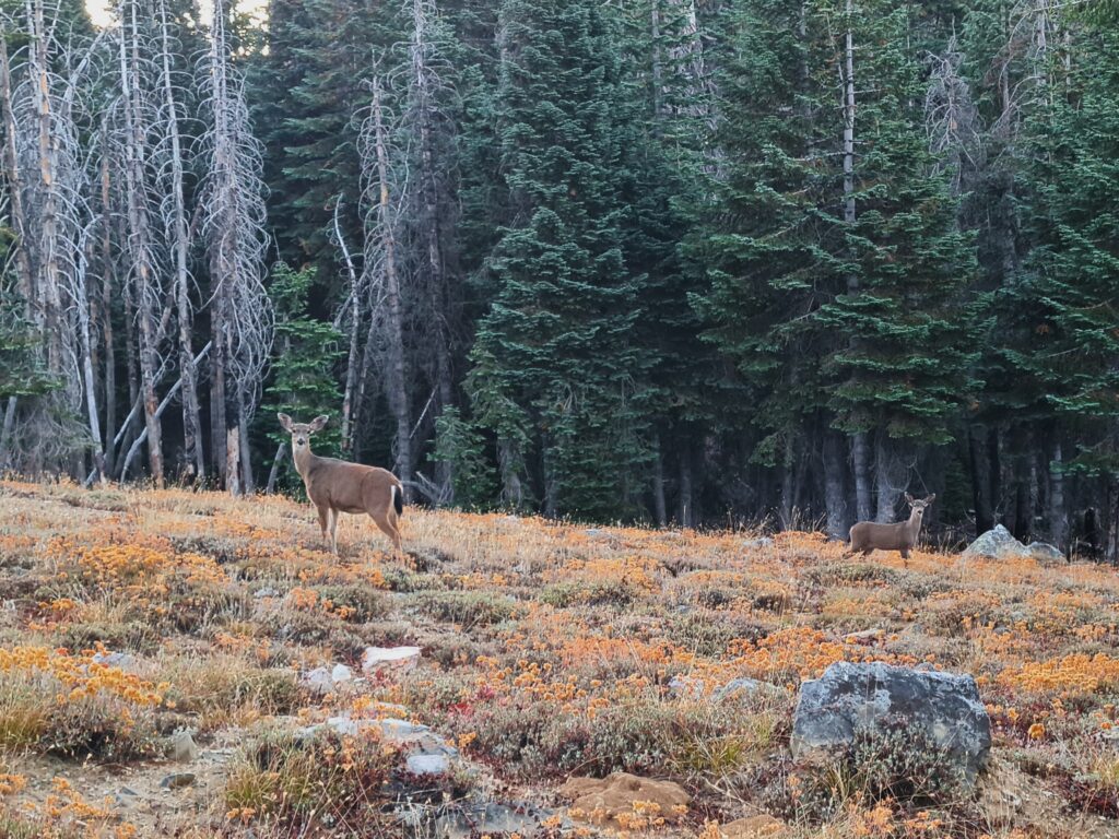 Rehe am Morgen von PCT Tag 131