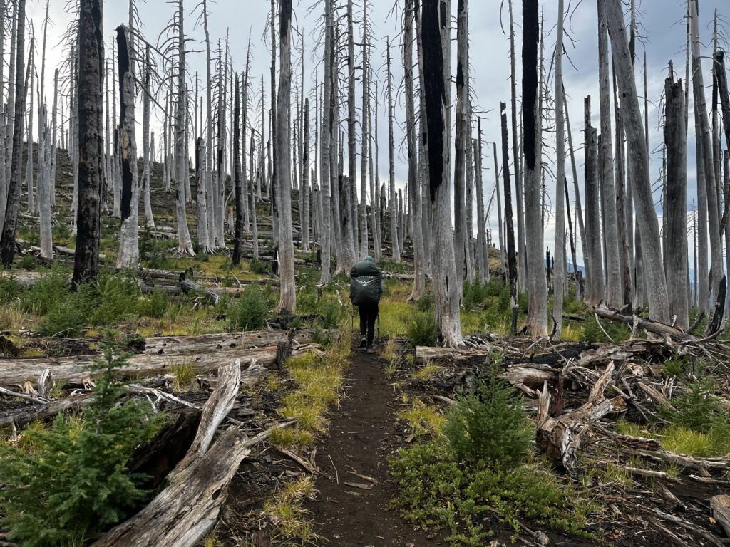 PCT Tag 113