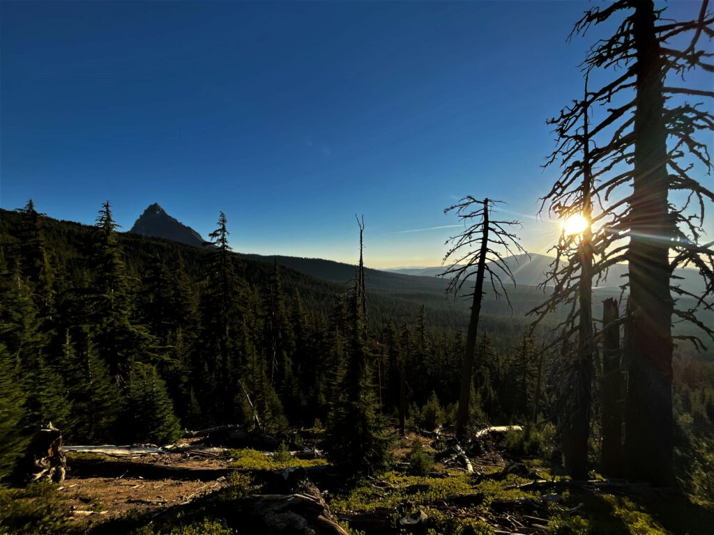PCT Tag 117