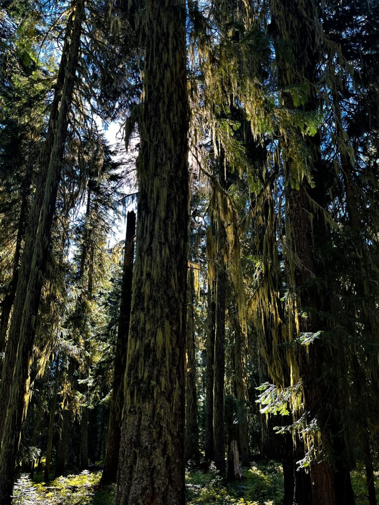 PCT Tag 123