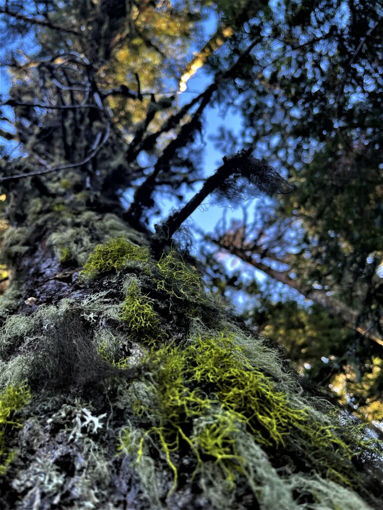 PCT Tag 124