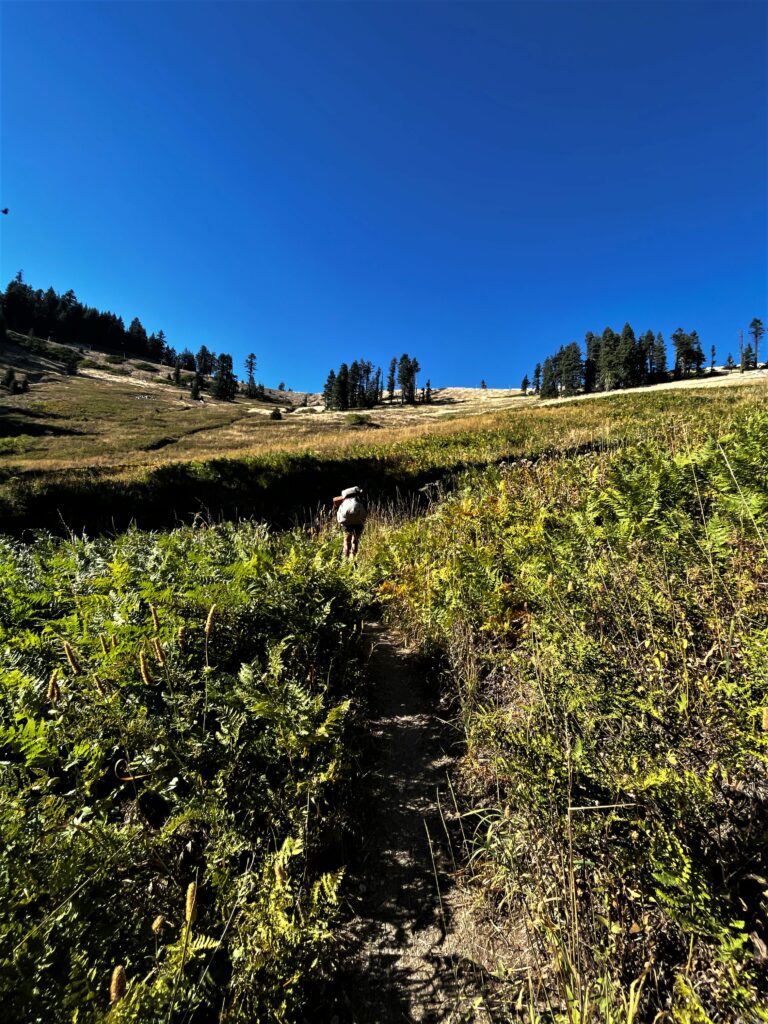 PCT Tag 126