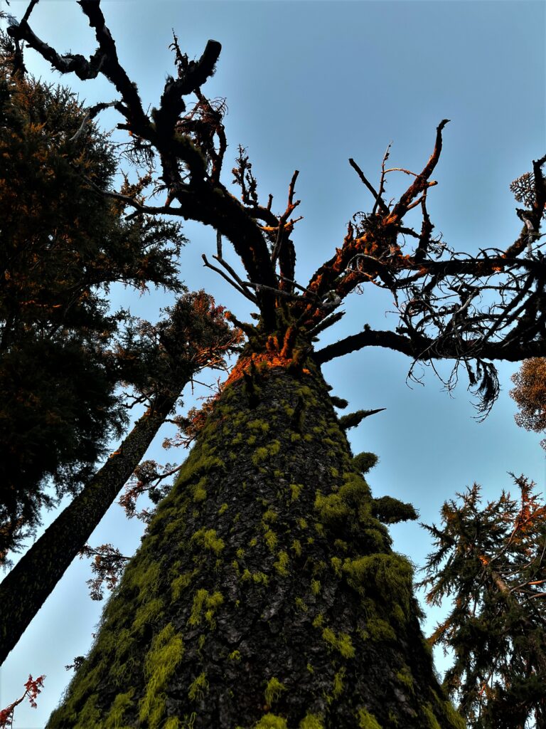 PCT Tag 127