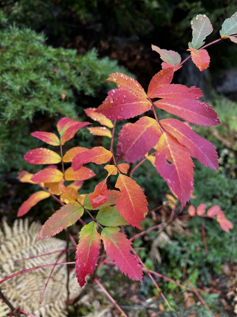 Herbstfarben