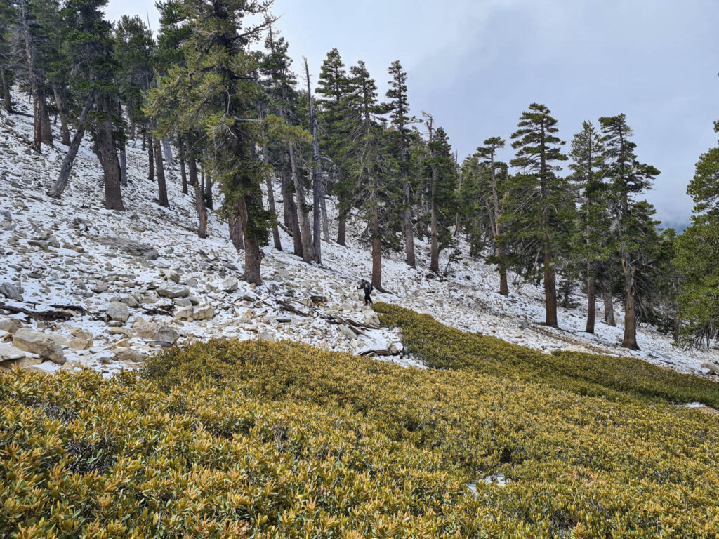 Aufstieg zum San Gorgonio