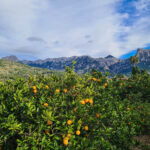 Orangenbäume mit den Bergen der Tramuntana im Hintergrund