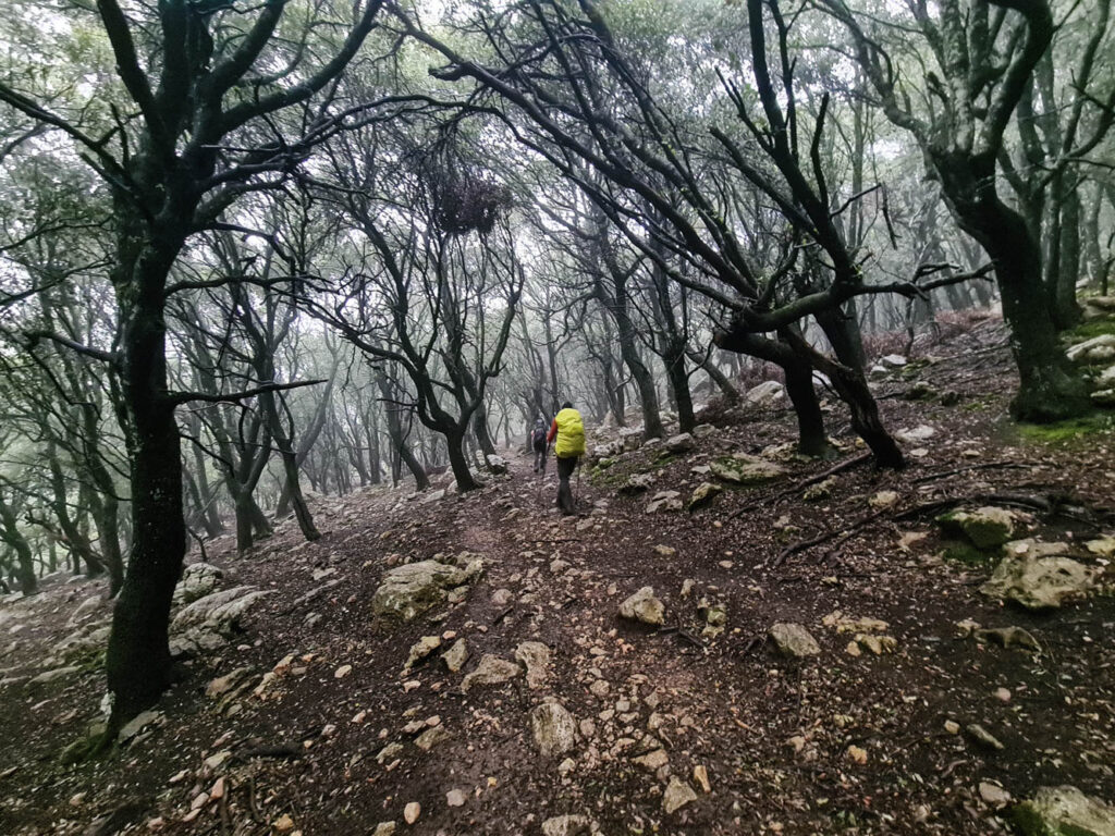 Düsterwald