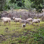 Schafe am Wegesrand