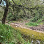 Die letzten Kilometer des Tages führen am Flussufer nach Pollença