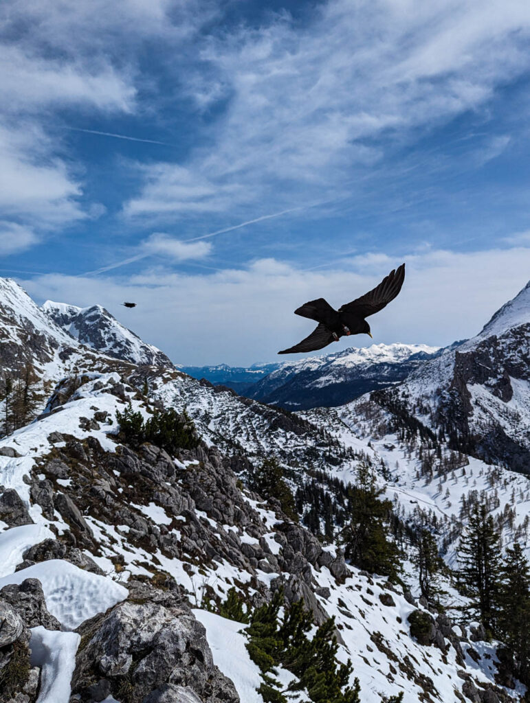 Alpendohlen im Flug