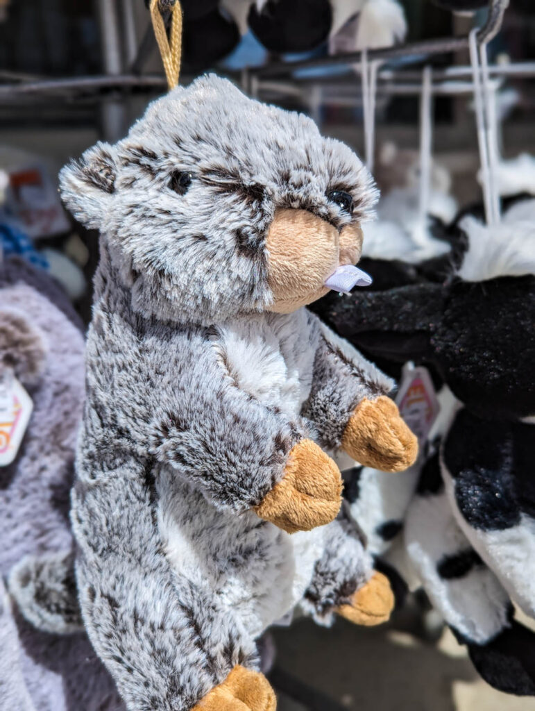 Murmeltier im Geschenkeladen der Bergstation