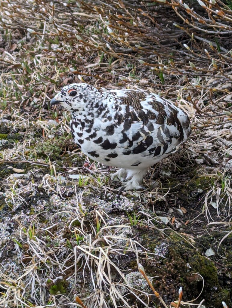 Ein weiteres territoriales Schneehuhn, dessen Federn noch nicht vollständig zu Braun gewechselt haben