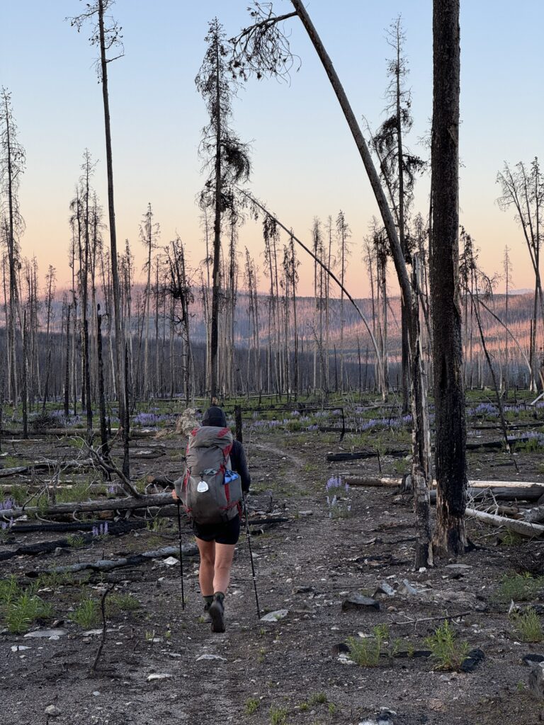 Sonnenaufgang in der Brandfläche