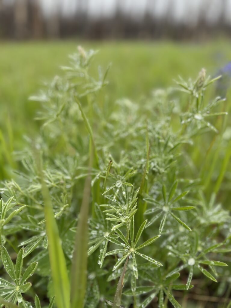 Regentropfen