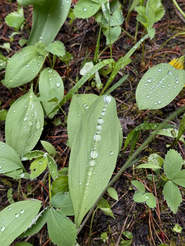 Entdeckungen am Wegesrand
