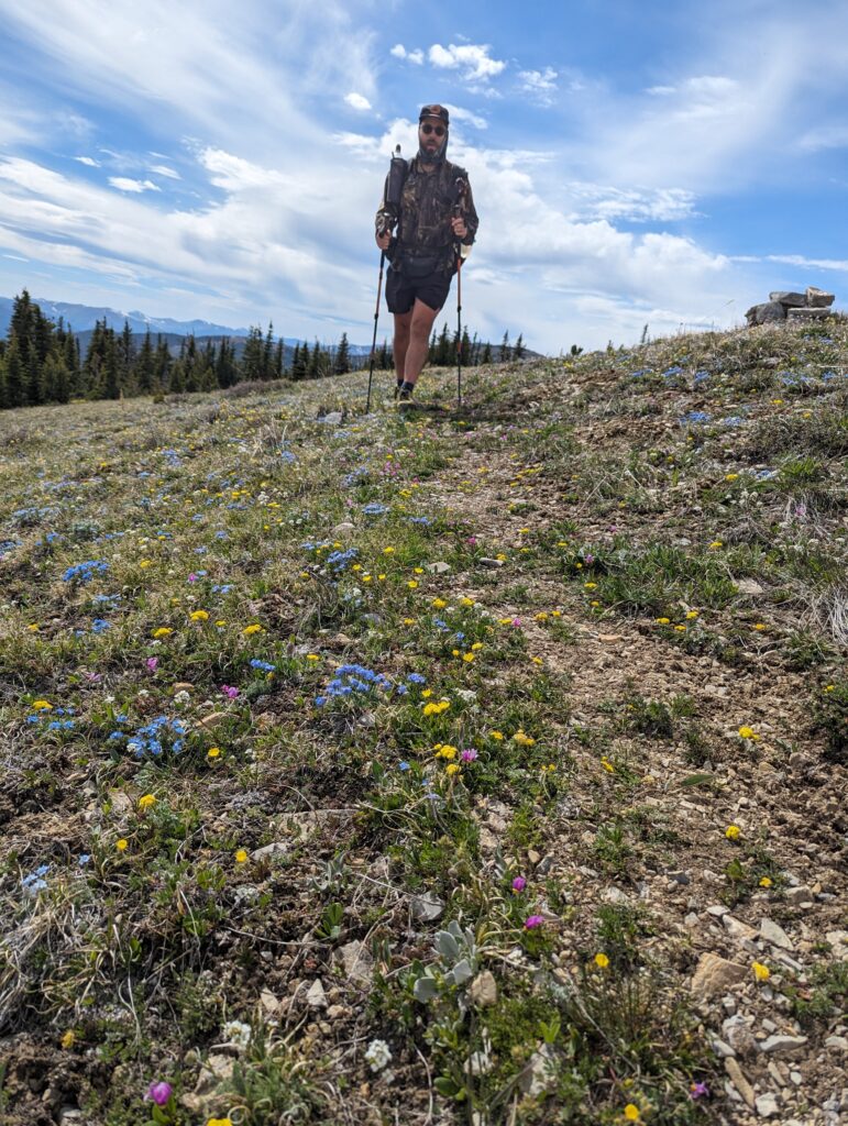 Wildblumen in der Scapegoat Wilderness