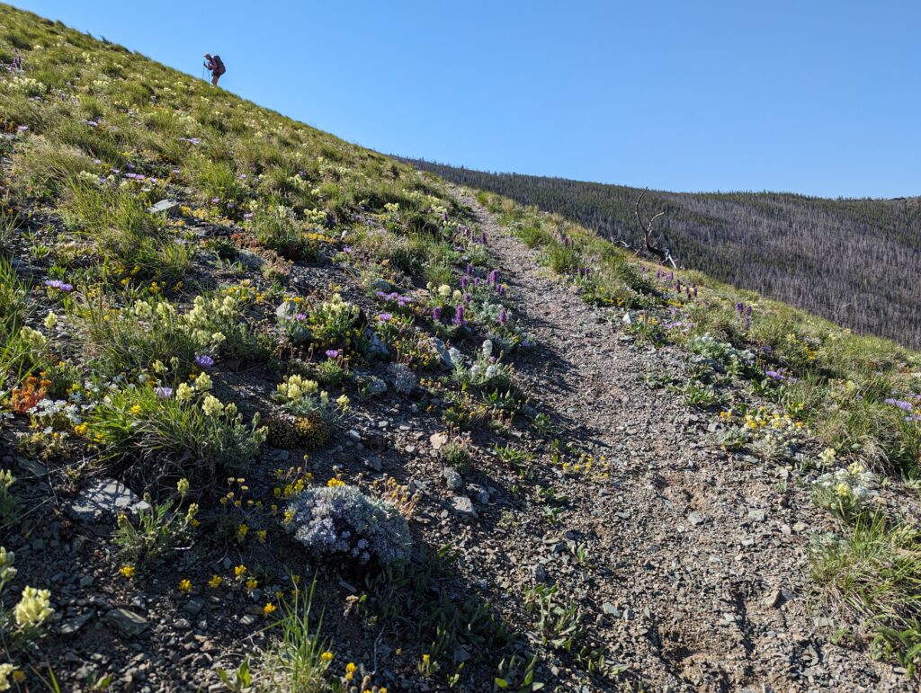 Wildblumen