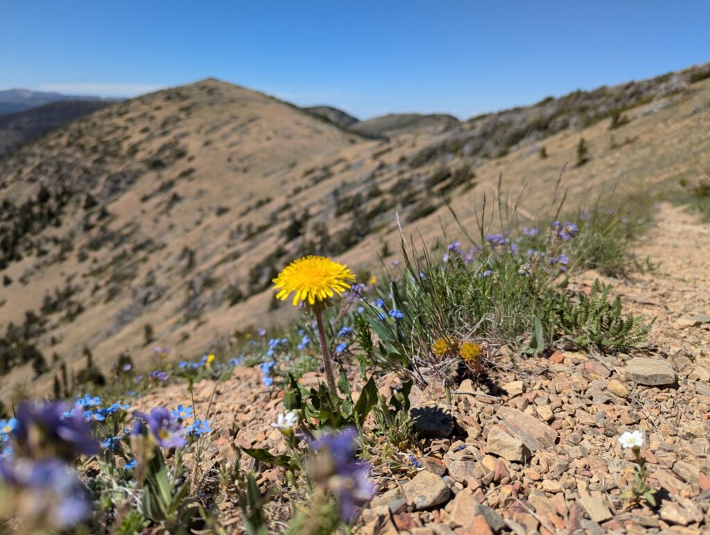 Wildblumen