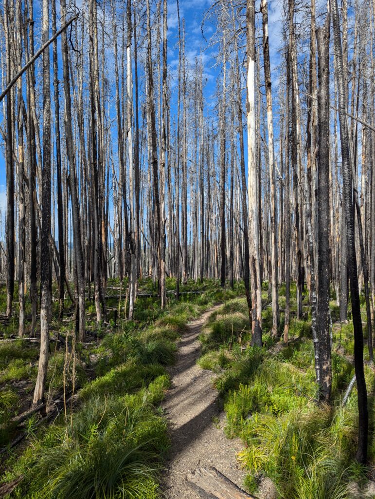 Verbrannter Wald
