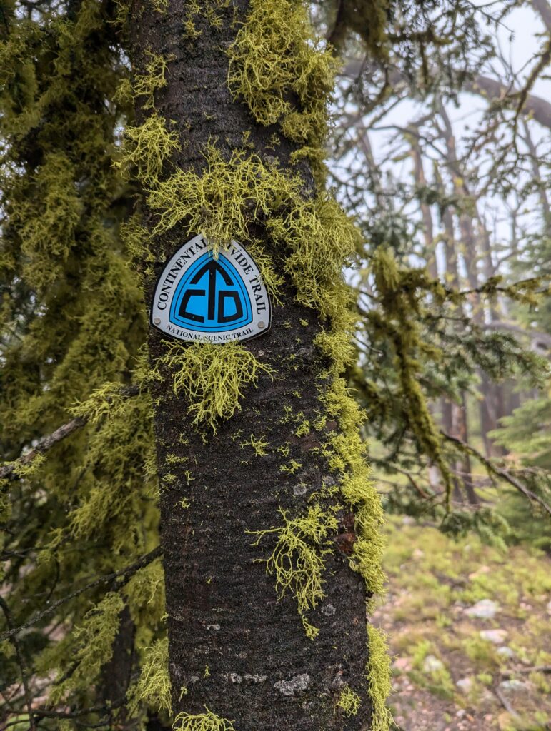 CDT-Emblem am moosbewachsenen Baum