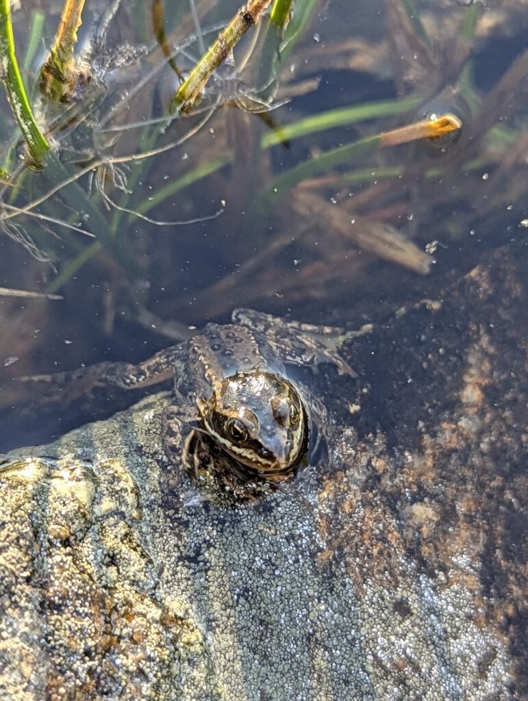 Frosch am Warren Lake