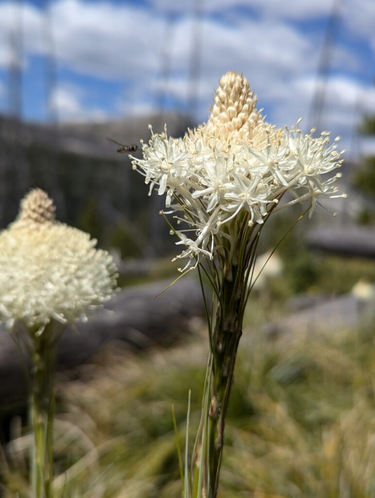 Beargrass