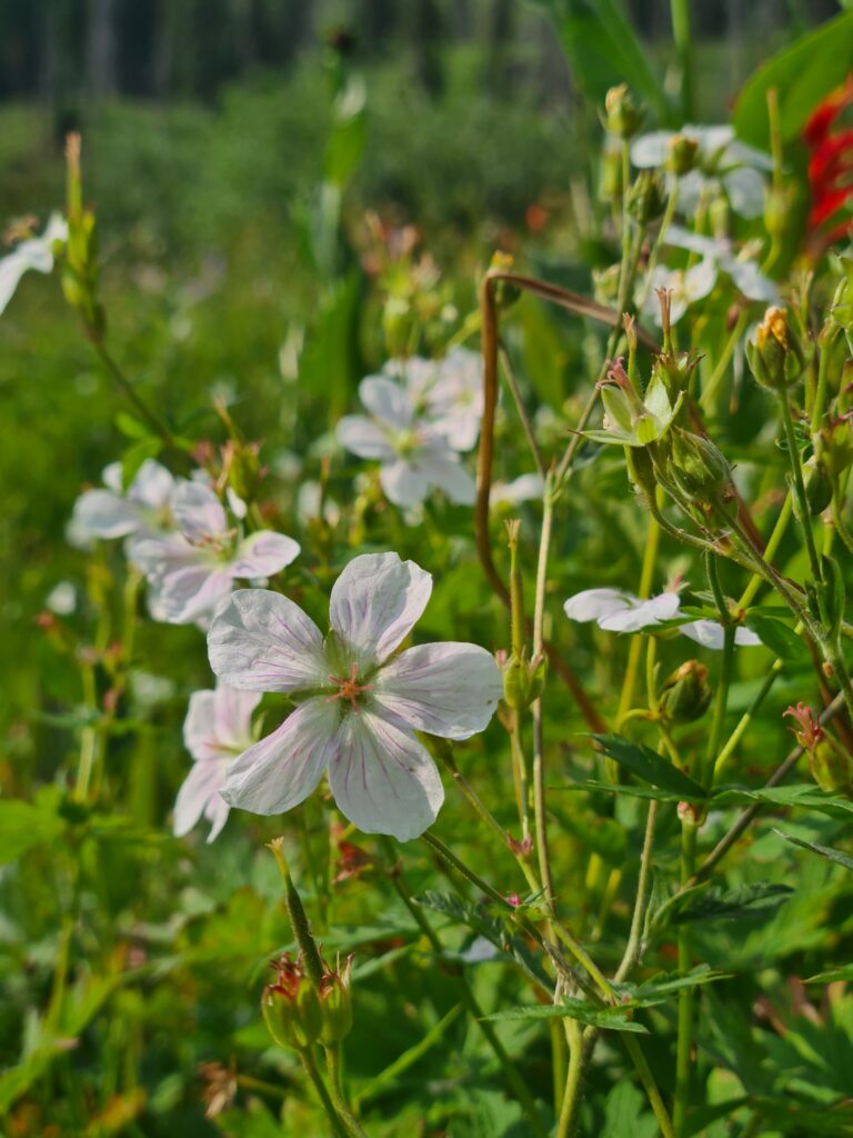 Wildblumen am Wegesrand