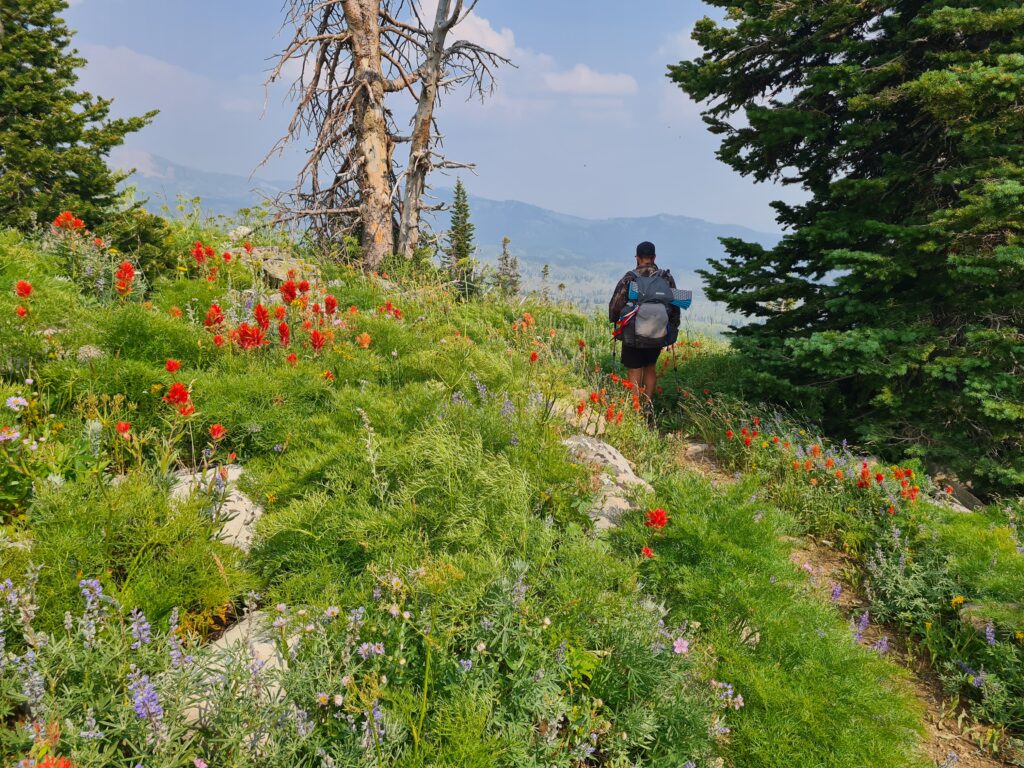 Wildblumen und Sonnenschein