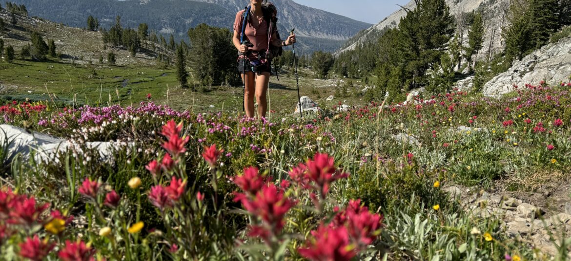 Die Wildblumen stehen in voller Blüte