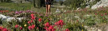 Die Wildblumen stehen in voller Blüte