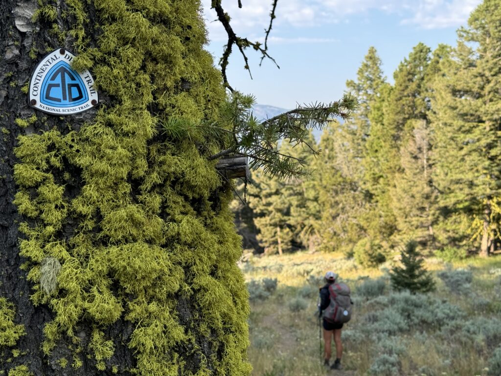 Der CDT führt uns durch eine Waldlandschaft, in der die Bäume Schatten spenden.