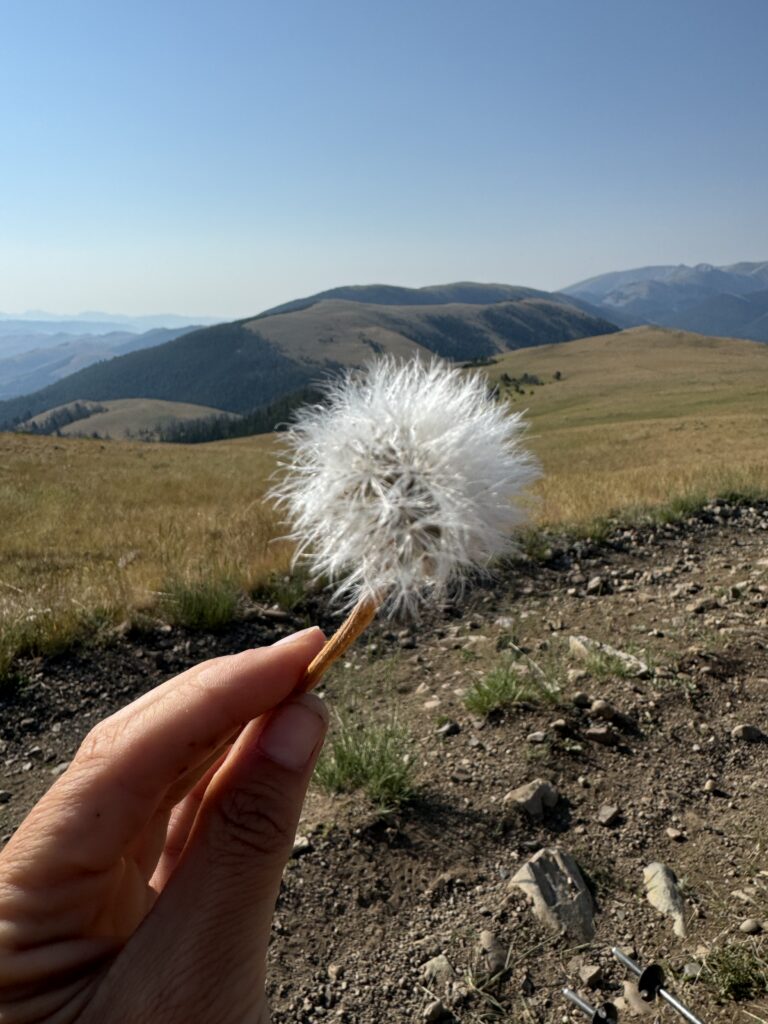 Pusteblume