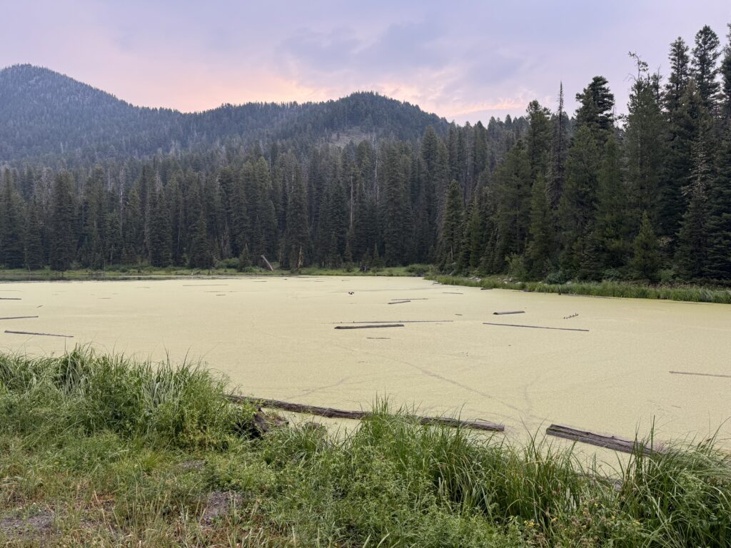 Morgens am Aldous Lake