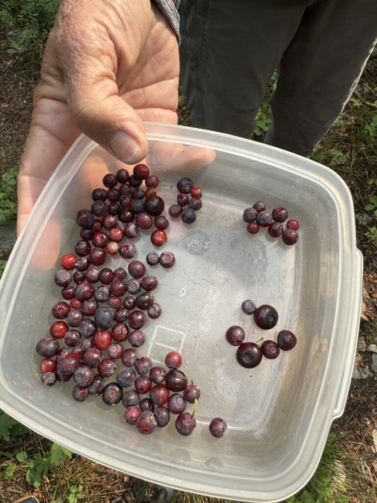 Huckleberries