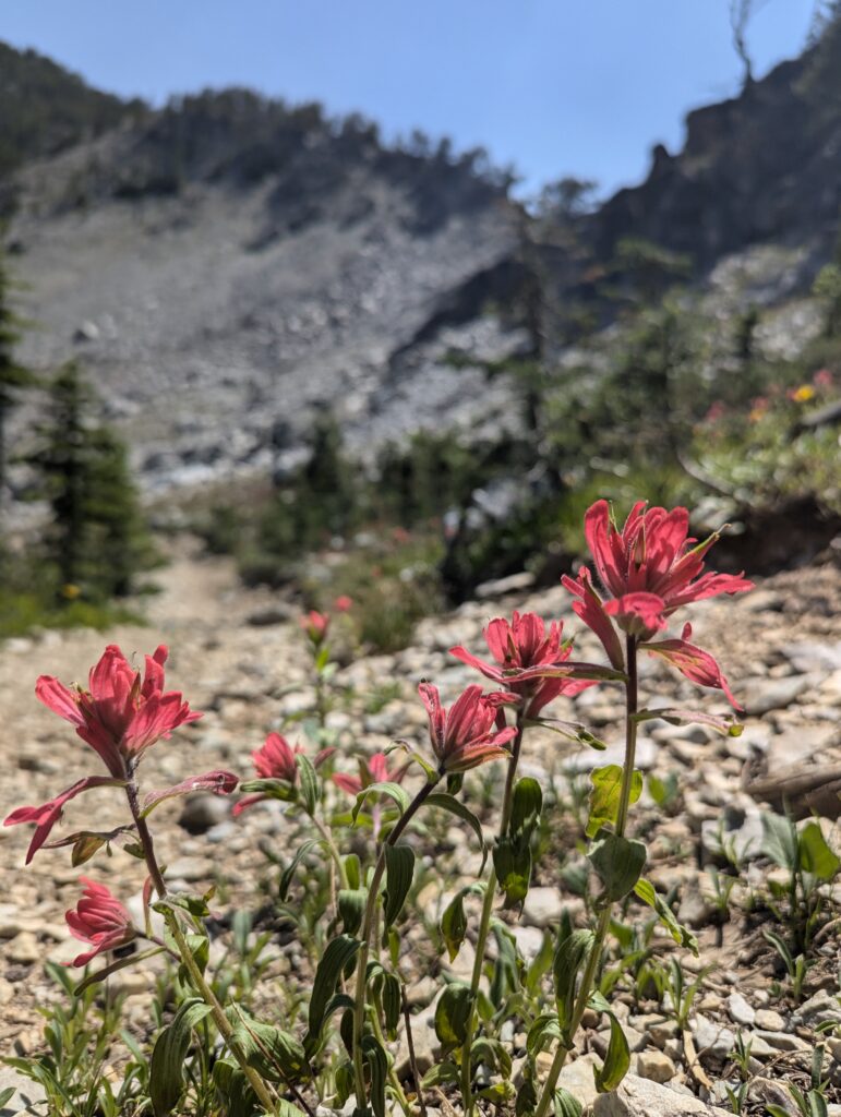 Wildblumen begleiten uns auf unserem Weg